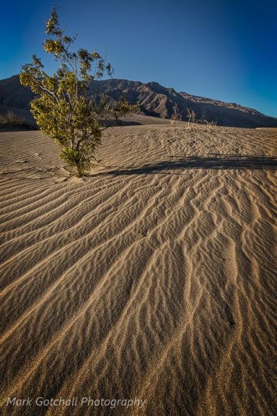 Mesquite Dunes: the dunes after sunrise and a night of wind to erase most of the footprints