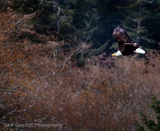 Eagle on the Makah Indian Reservation
