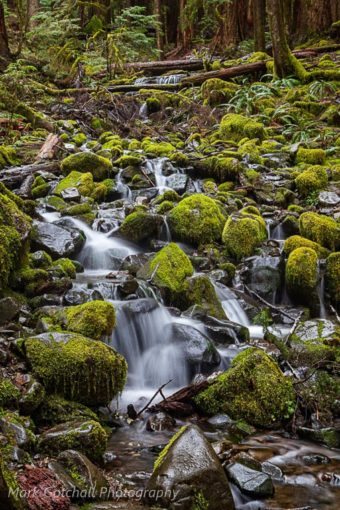 An unnamed stream along the Sol Duc Falls Trail