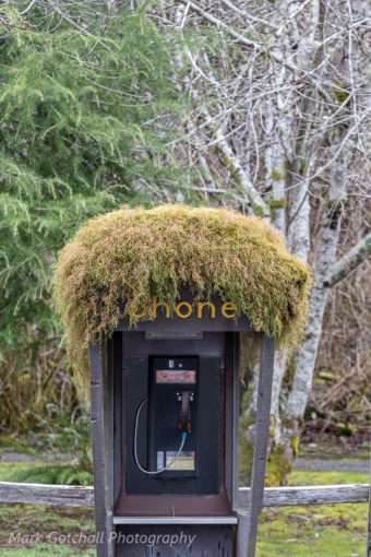 Call for moss removal, taken at the Forks, WA vistiors center