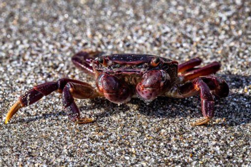 Crab on the beach, Rialto Beach