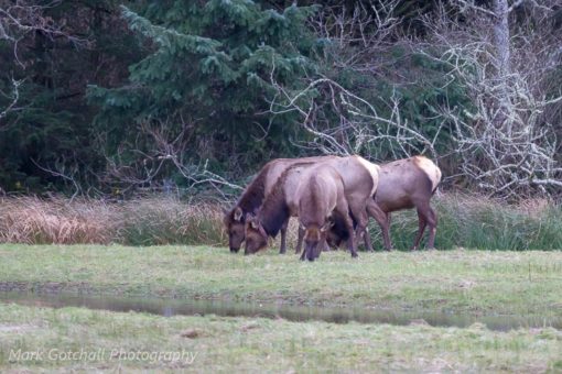 One more small herd of elk, near Hobuck Beach