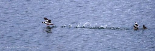 Bafflehead duck takeoff from Neah Bay, Wa