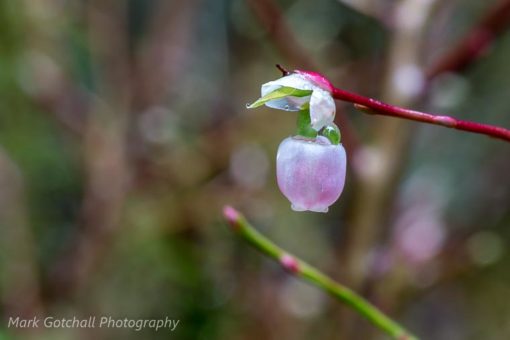 Snowberry bloom in the Hoh rain forest.