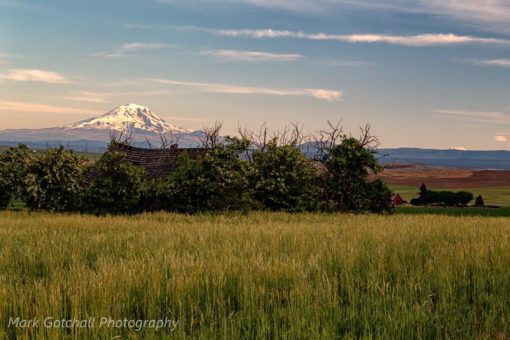 Abandoned house and Mt Adams in the morning.