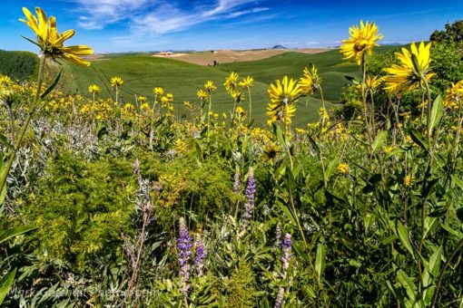View toward Steptoe Butte