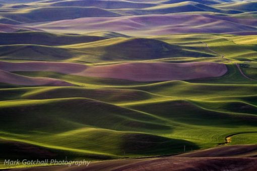 Rolling wheat fields in the Palouse