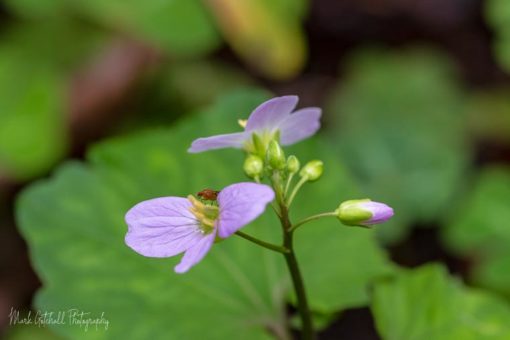 Image of the Coast Toothwort flower, growing under the Redwoods