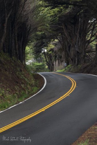 Highway 1 through the Cypress Trees