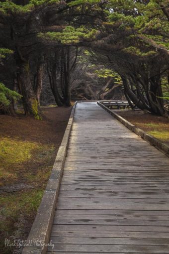 The Boardwalk at MacKerricher State Park through the Cypress Trees