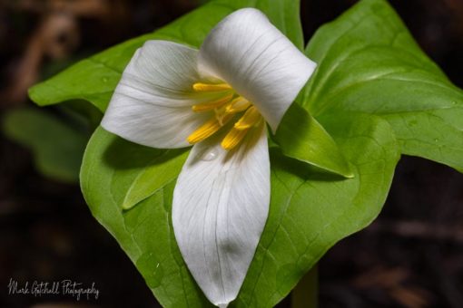 Trilliums were blooming under the Redwoods in Redwood National Park