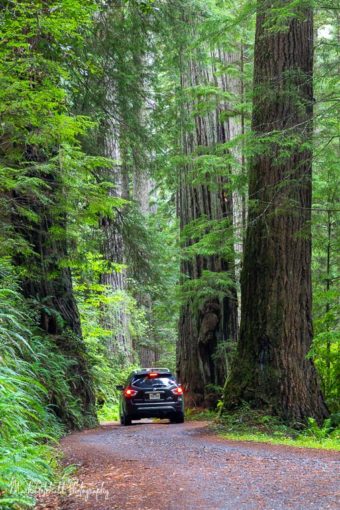 Road through the redwoods in Prairie Creek Redwoods State Park