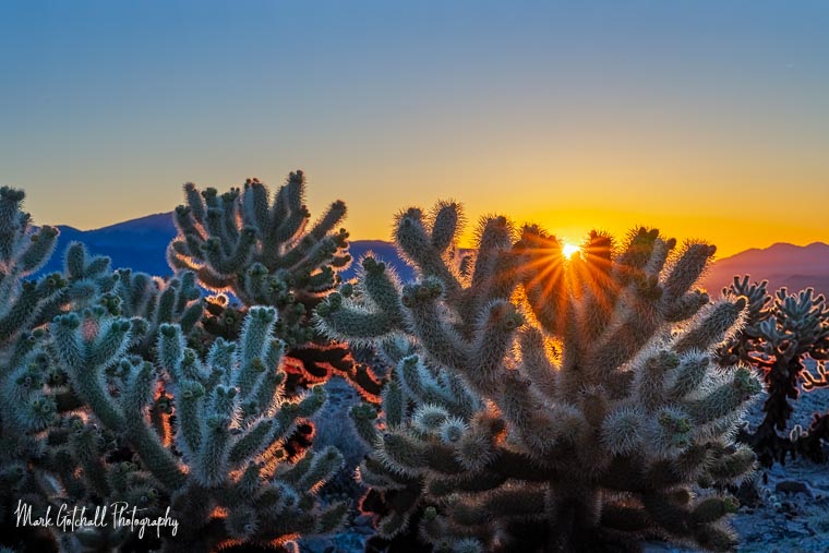 Photograph of cholla cacti at sunrise, with a sunburst and back light