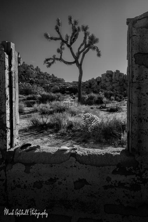 Joshua Tree Framed from Abandoned Building Window