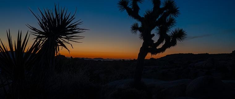 Photo showing the orange glow of sunrise silhouetting a Joshua Tree and Yucca
