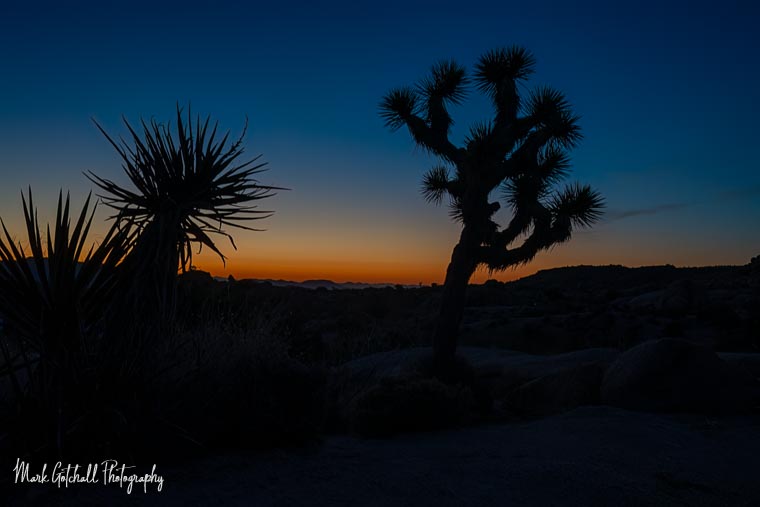 Photo showing the orange glow of sunrise silhouetting a Joshua Tree and Yucca