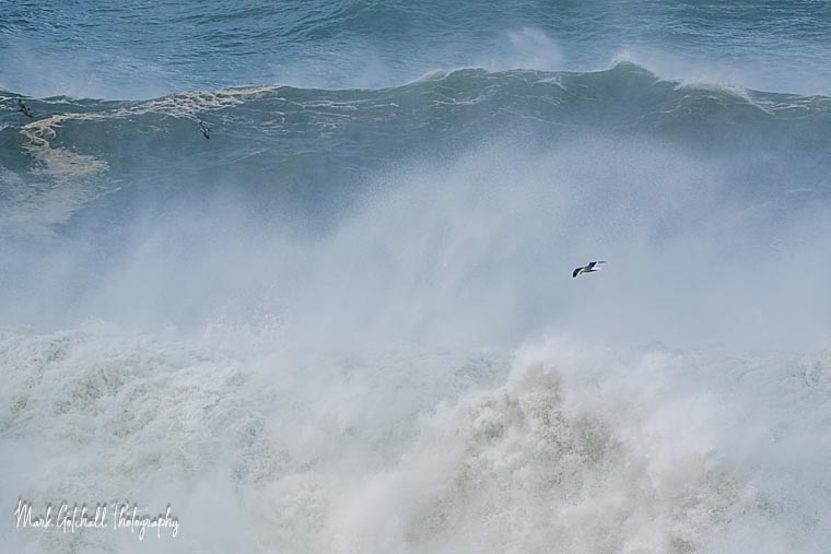 Photo of several seagulls flying along the wave crests at Shore Acres State Park, Oregon during high surf