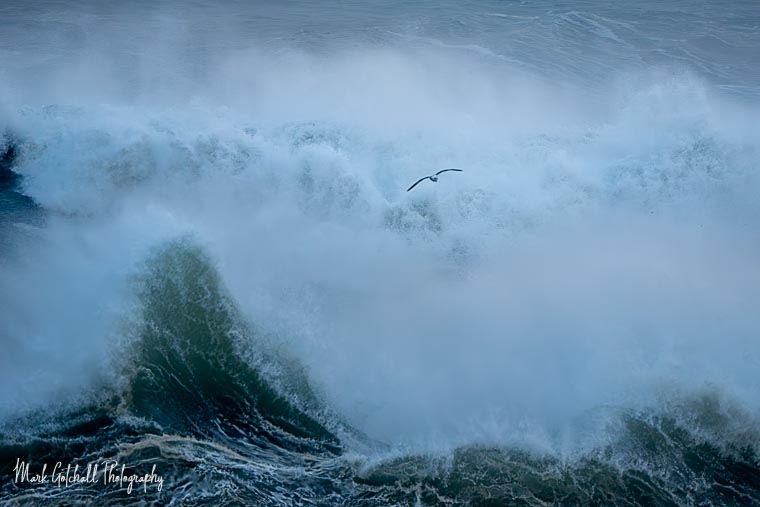 Photograph of a seagull flying along the crest of a high breaking wave