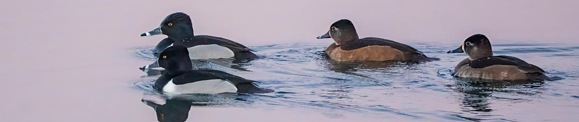 Gallery header wildlife and birds