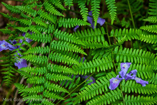 Iris and Ferns Wild Iris growing through ferns along Sweet Creek
