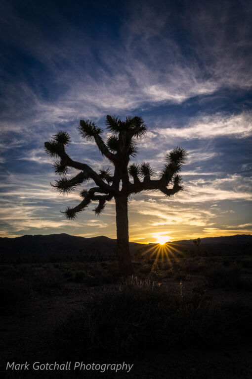 Lee Flat Sunset; A Joshua Tree silhouette at sunset Lee Flat Sunset; A Joshua Tree silhouette at sunset