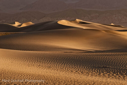 Mesquite Dunes: the dunes at sunrise after a night of wind. Mesquite Dunes: the dunes at sunrise after a night of wind erased most of the footprints
