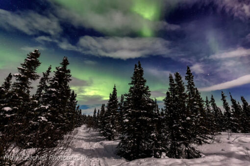 Wickersham Aurora; the northern lights dance above the trail to Wickersham Dome Wickersham Aurora; the northern lights dance above the trail to Wickersham Dome