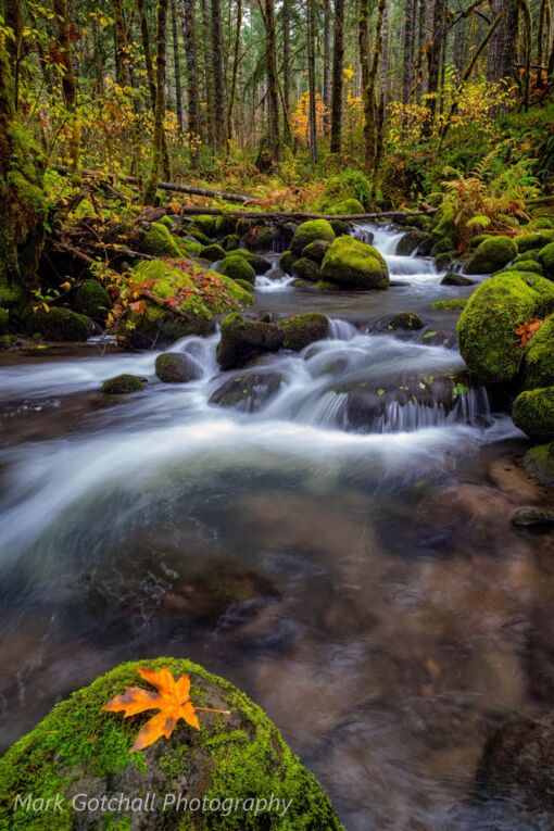 Fall along a tributary to the North Fork of the Willamette River