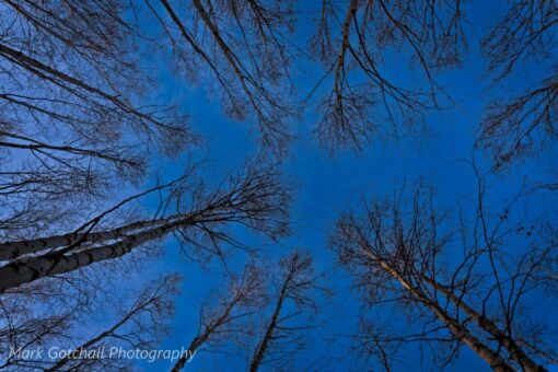 Birch Tree Morning Birch trees in the winter
