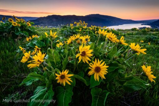 Rowena Crest Sunrise Sunrise at Rowena Crest above the Columbia River