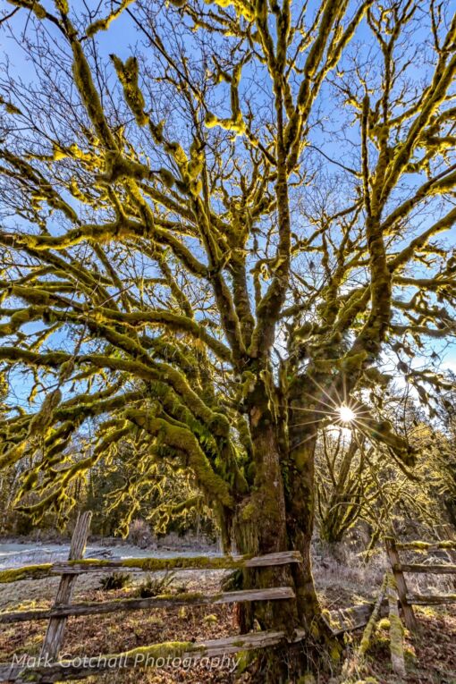 Moss covered maple tree in the Olympic National Park, Washington Moss covered maple tree on the Kestner Homestead in Olympic National Park