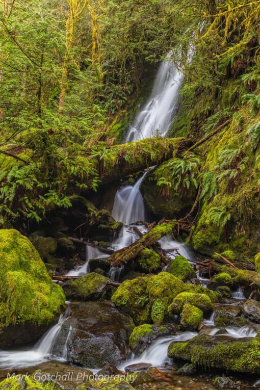 Merriman Falls, Olympic National Forest