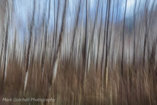 Thicket of red alder along the Quinault River, Washington Red Alder Thicket along the Quinault River in the Olympic National Forest