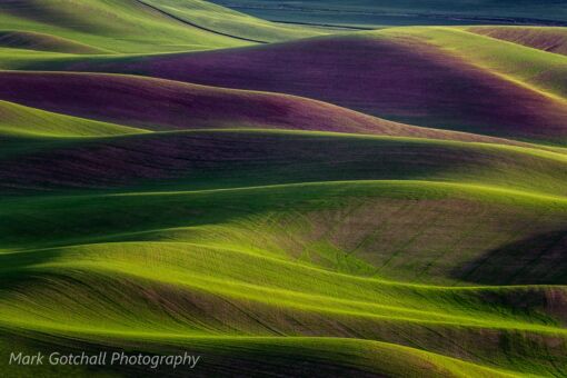 Sunset lights up a rolling wheat field in the Palouse