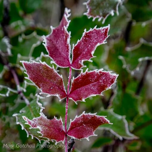 Frost on the Oregon Grape