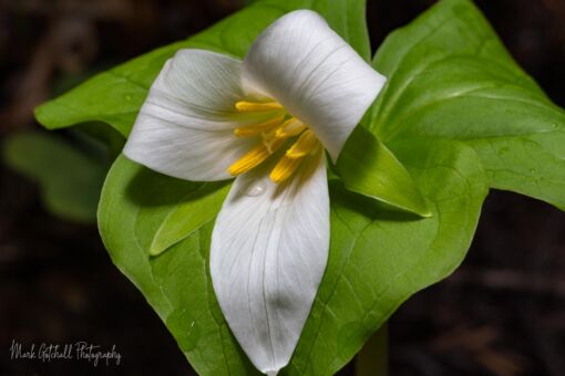 Trillium Trillium in bloom under the redwoods