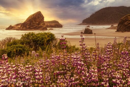 Sunset and Springtime Flowers on the Oregon Coast