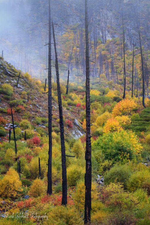 Life after the forest fire
