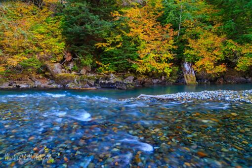 Ohanapecosh River Autumn on the Ohanapecosh River