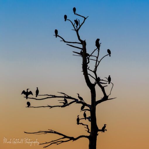 Sunrise on the Oregon Coast, one bird stands out from the rest. One in every crowd