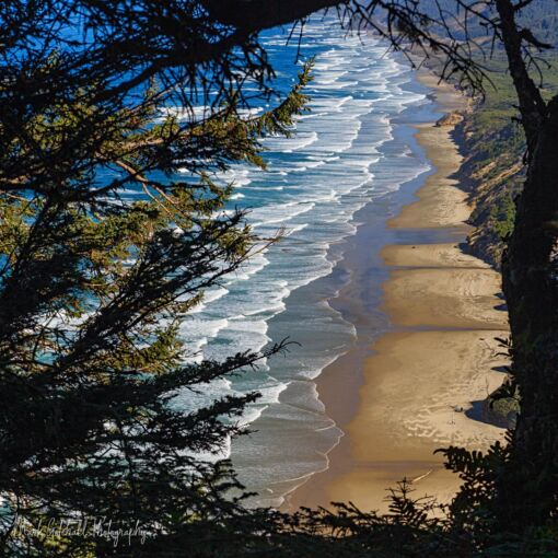 Tree framed ocean beach view