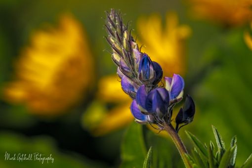 Lupine, with Arrowleaf Balsamroot flowers in the background Image of lupine with a backdrop of Arrowleaf Balsamroot