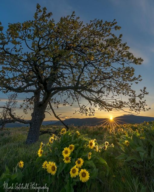 Sunrise, in the Columbia River Gorge, with wild flowers and an oak tree Image of a sunrise in the Columbia River Gorge, with Arrowleaf Balsamroot and an oak tree