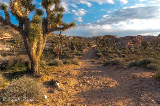 Trail to the Petroglyphs Photograph of the trail towards the petroglyph area, at sunset, Gold Butte National Monument, Nevada