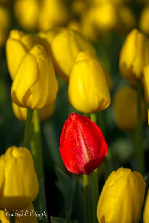 Stand out from the Crowd 2 Photograph of a red tulip, surrounded by yellow tulips, at Woodenshoe Tulip Farm, Oregon