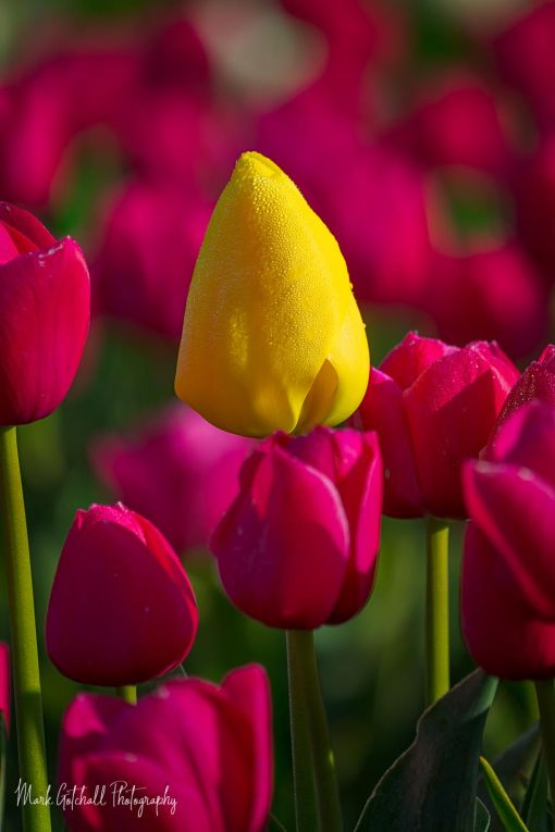 Stand out from the Crowd Photograph of a yellow Tulip surrounded by red tulips, at Wooden Shoe Tulip Farm, Oregon