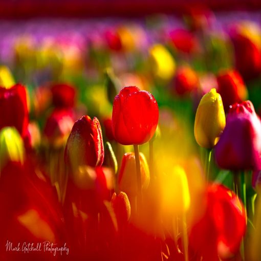 Tulip Glow Photograph of a red tulip glowing from the sunrise, surrounded by other multi colored tulips