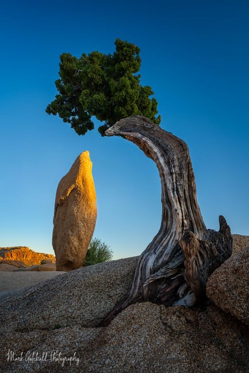 Penguin Rock at Sunset, Joshua Tree National Park Penguin Rock at Sunset, Joshua Tree National Park