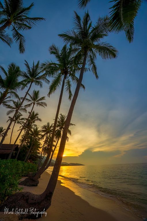 Koh Samui Sunset photo of a sunburst off of a coconut palm tree, on Koh Samui, Thailand