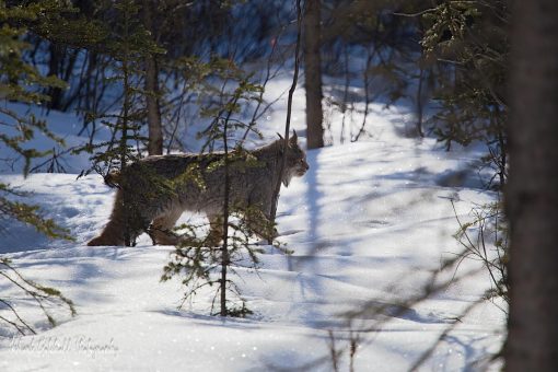 Canada Lynx walking on the snow in Denali National Park